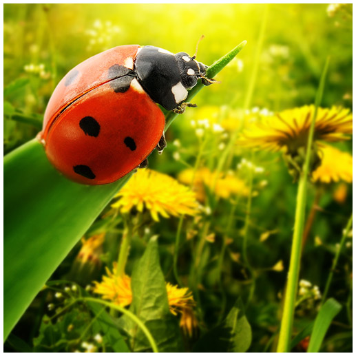 bee